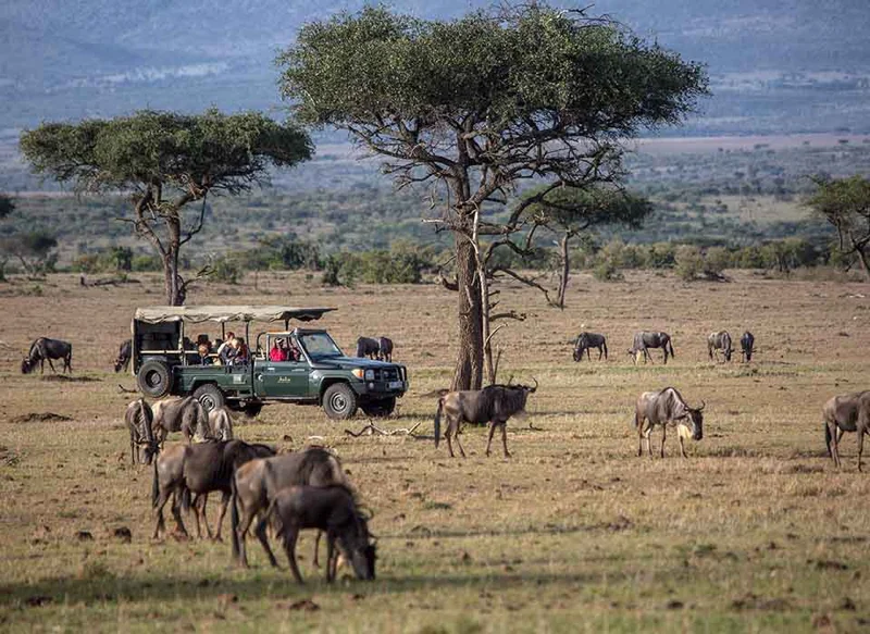 safari masai mara119.jpg