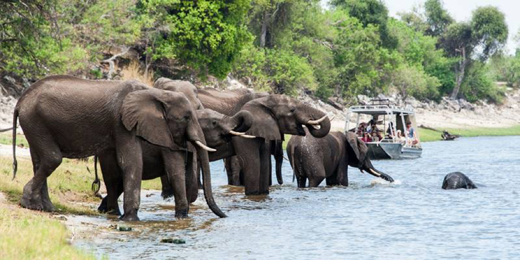 chobe28.jpg