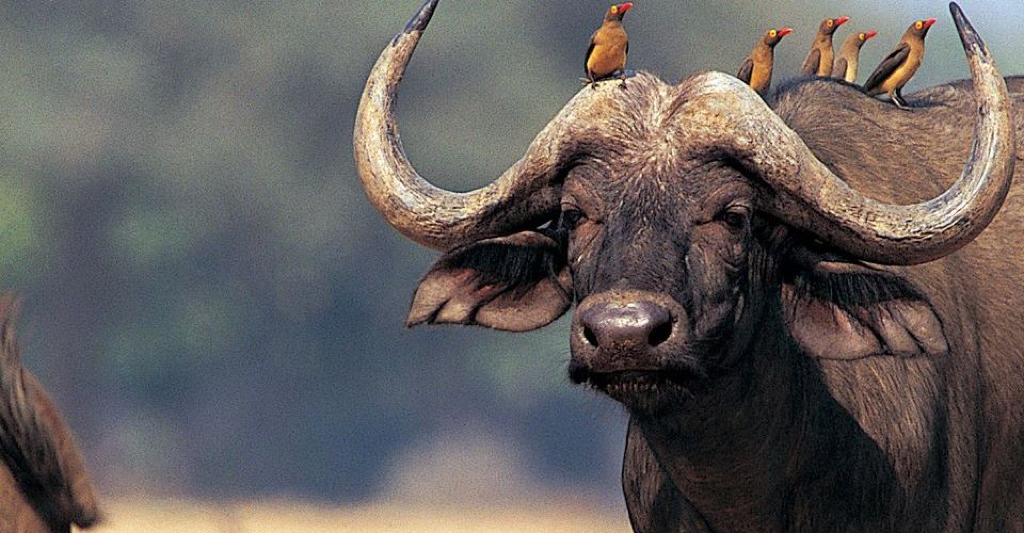 chobe24.jpg