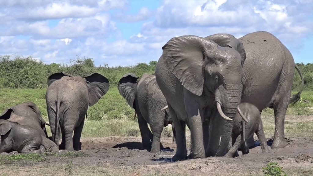 chobe16.jpg