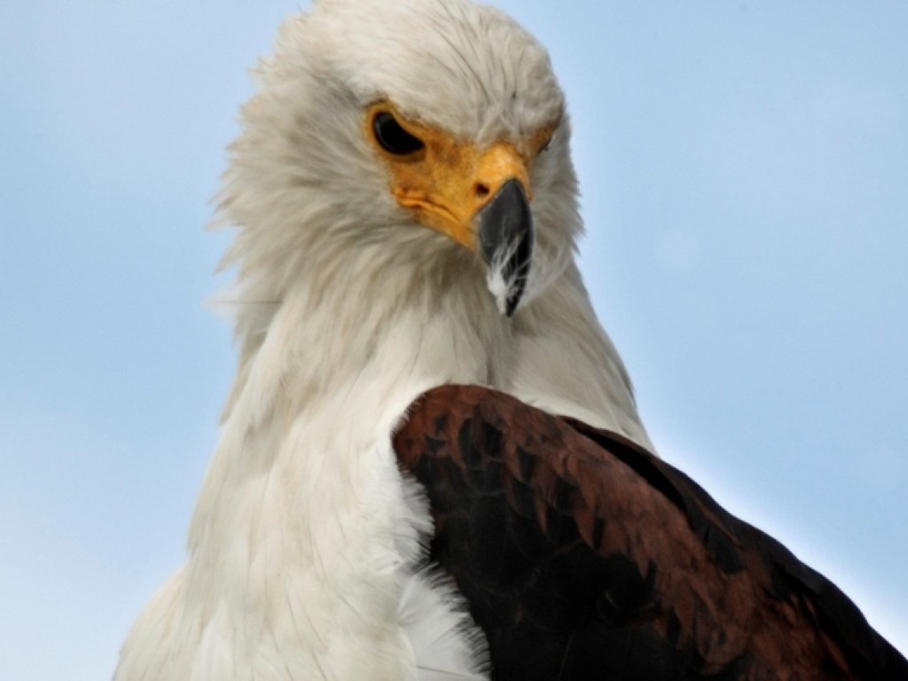 chobe3.jpg