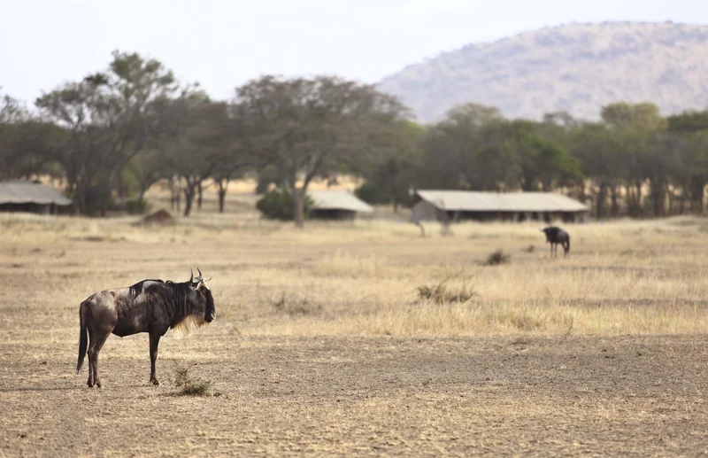 Kenya21.jpg