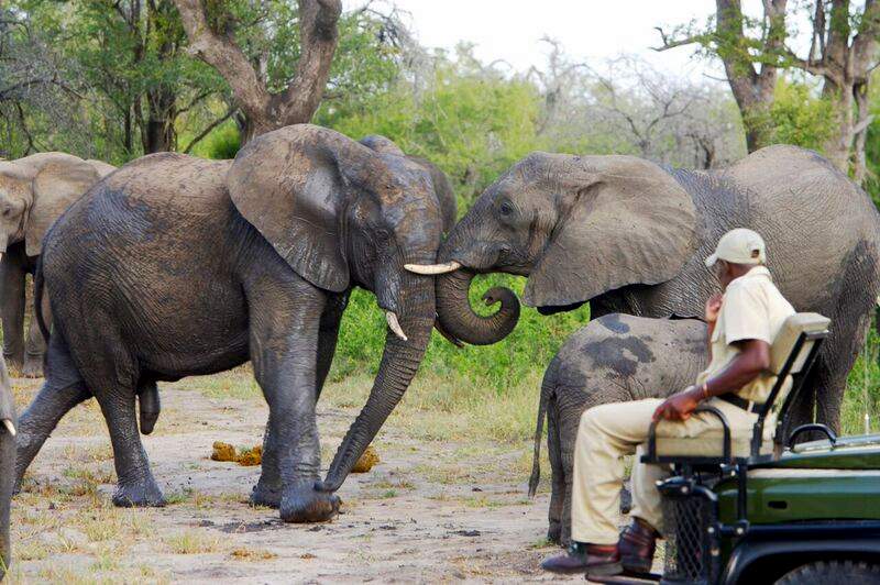 sabi sands.jpg