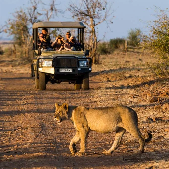 safari11.jpg