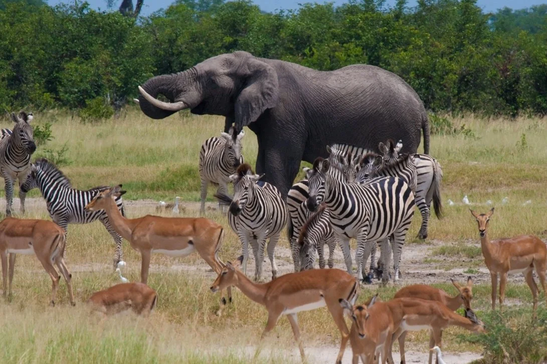 safari5.jpg