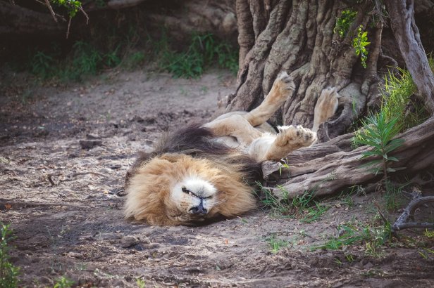 safari5b.jpg