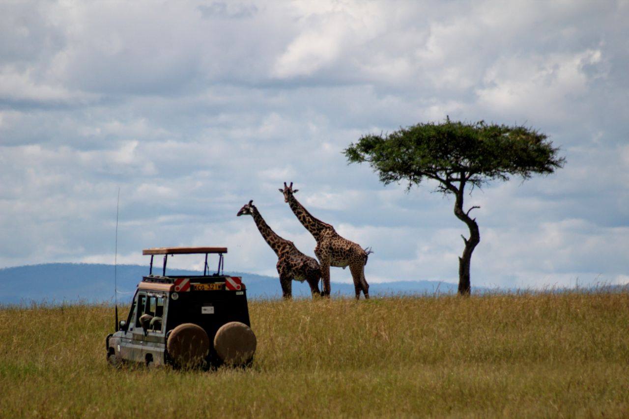 safari+n7.jpg