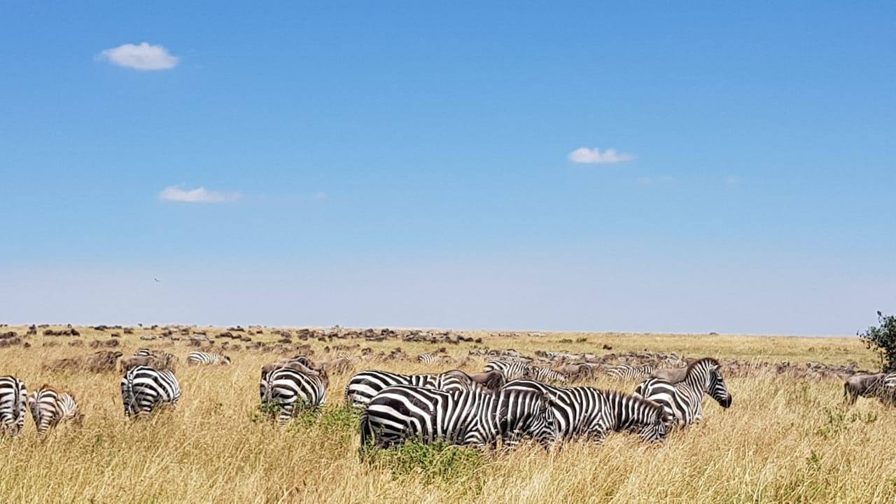 safari_n5.jpg