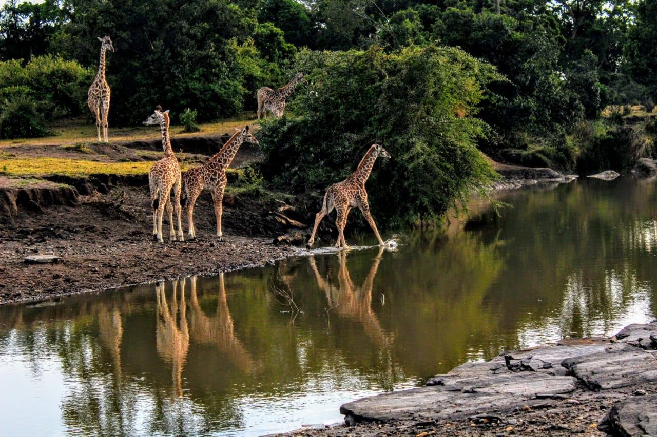 safari_c4.jpg