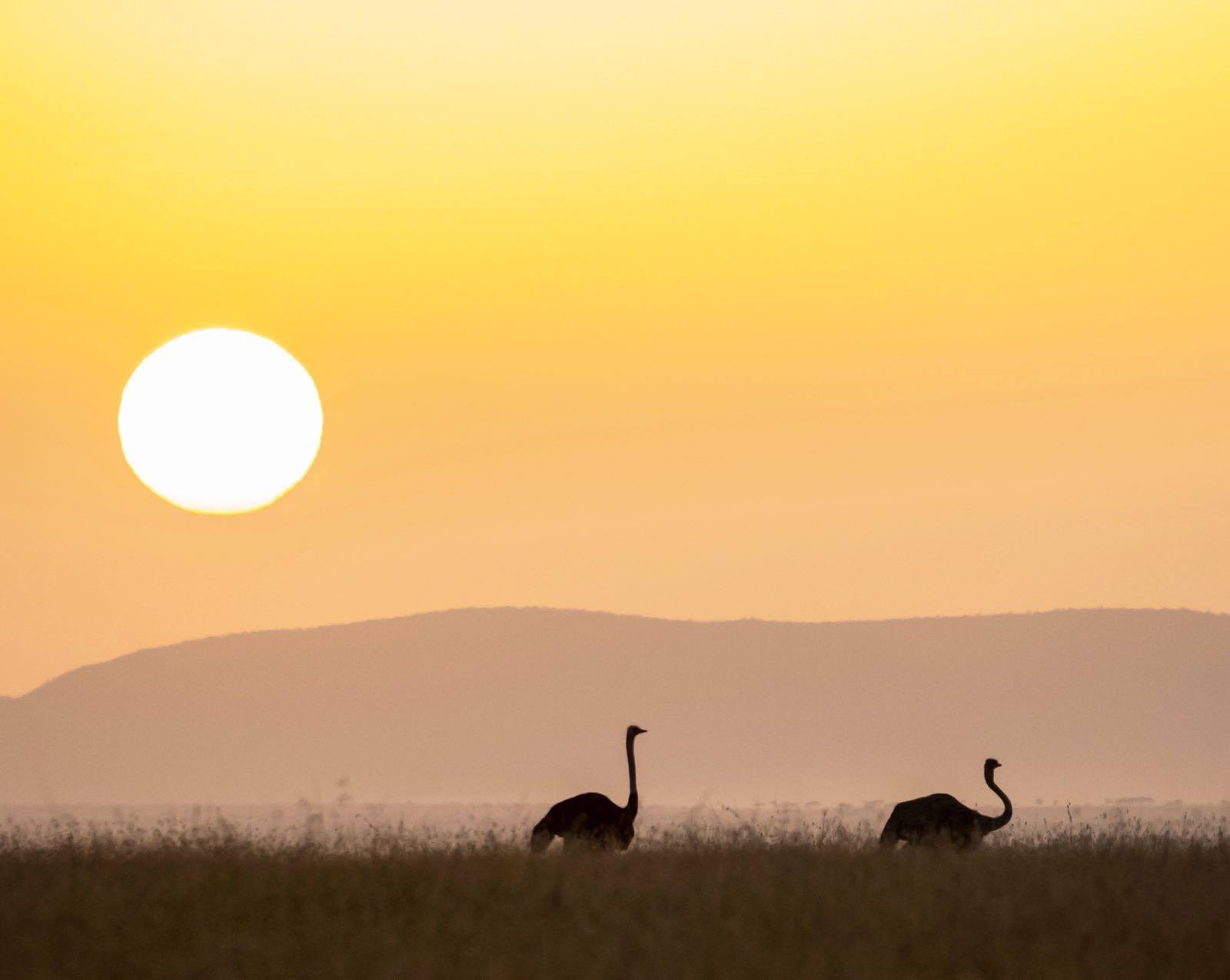 safarib7.jpg