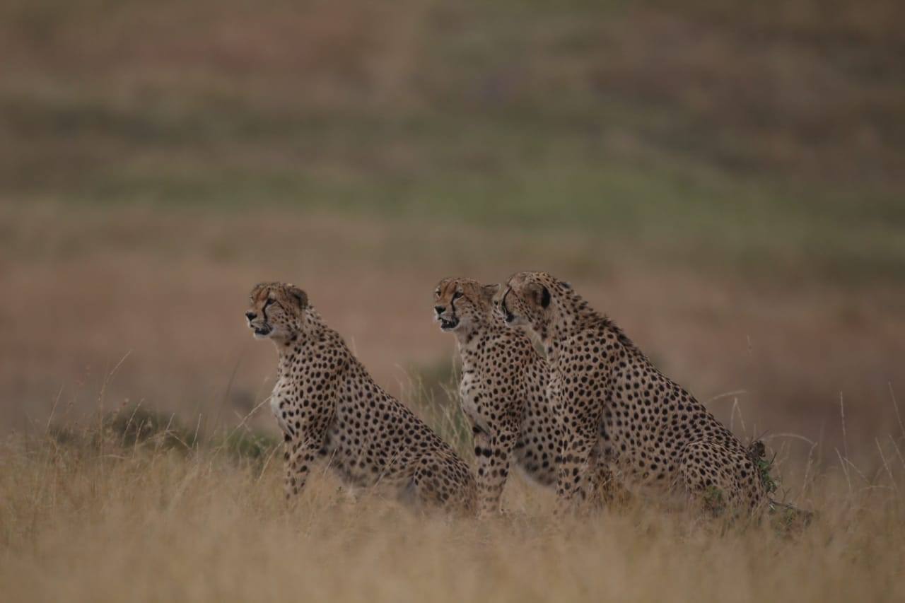 safarib5.jpg