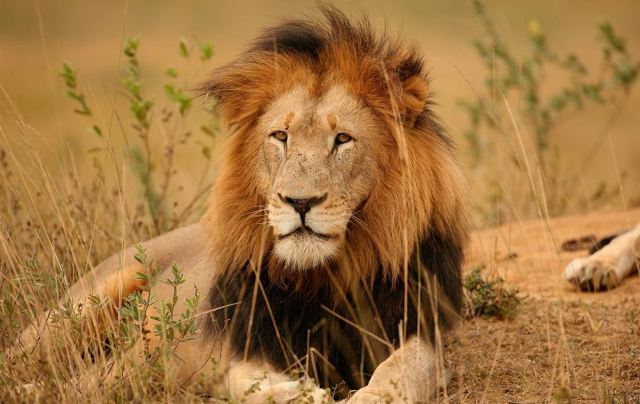 Kruger053.jpg