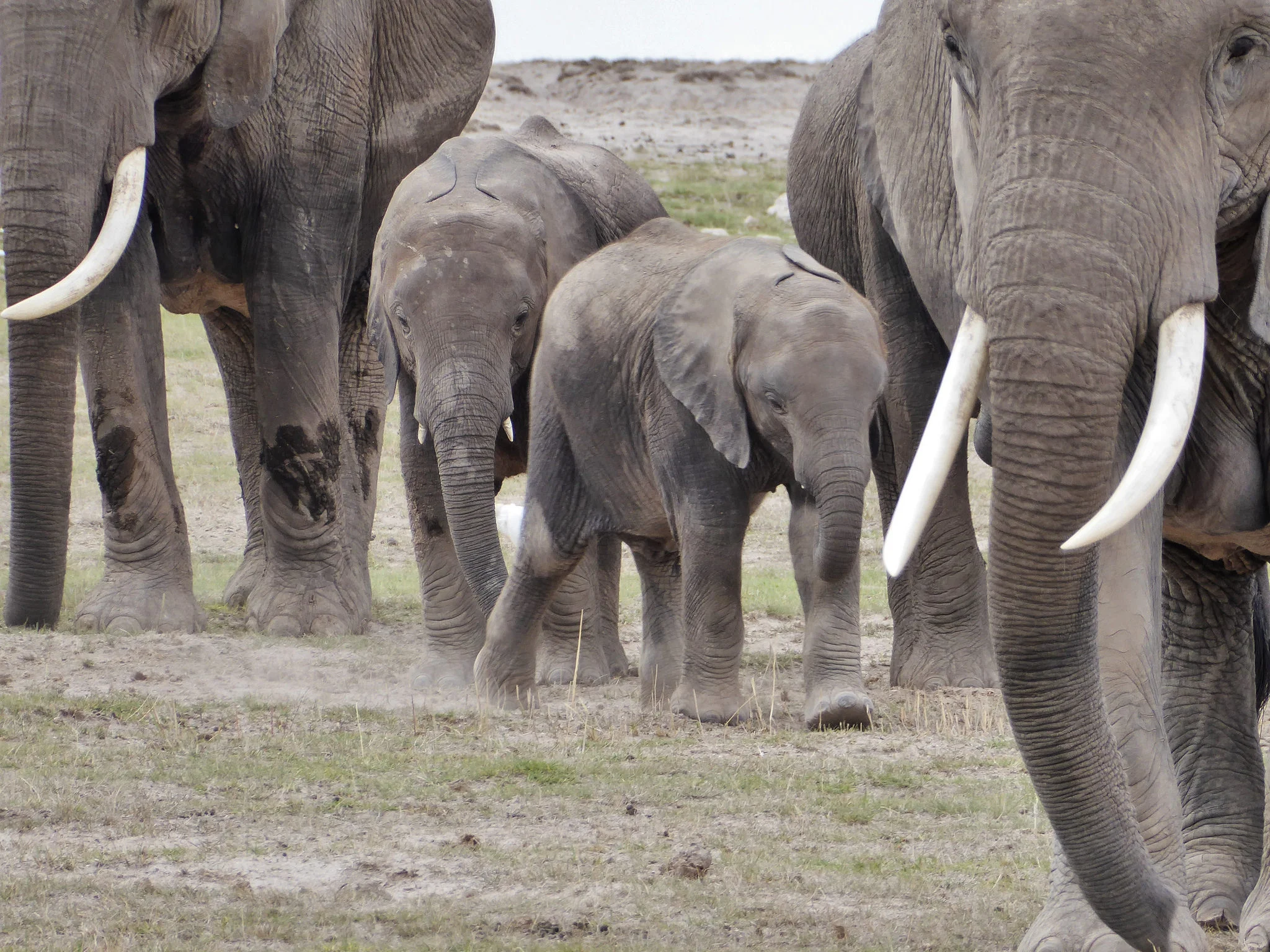 Amboseli3a.jpg