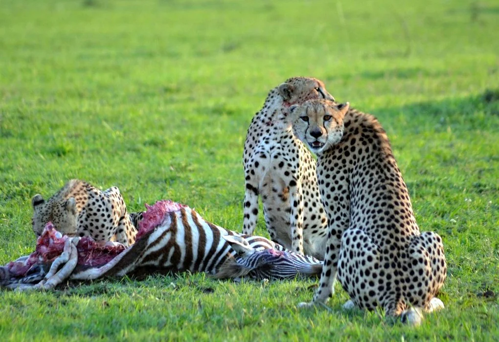Amboseli8a.jpg