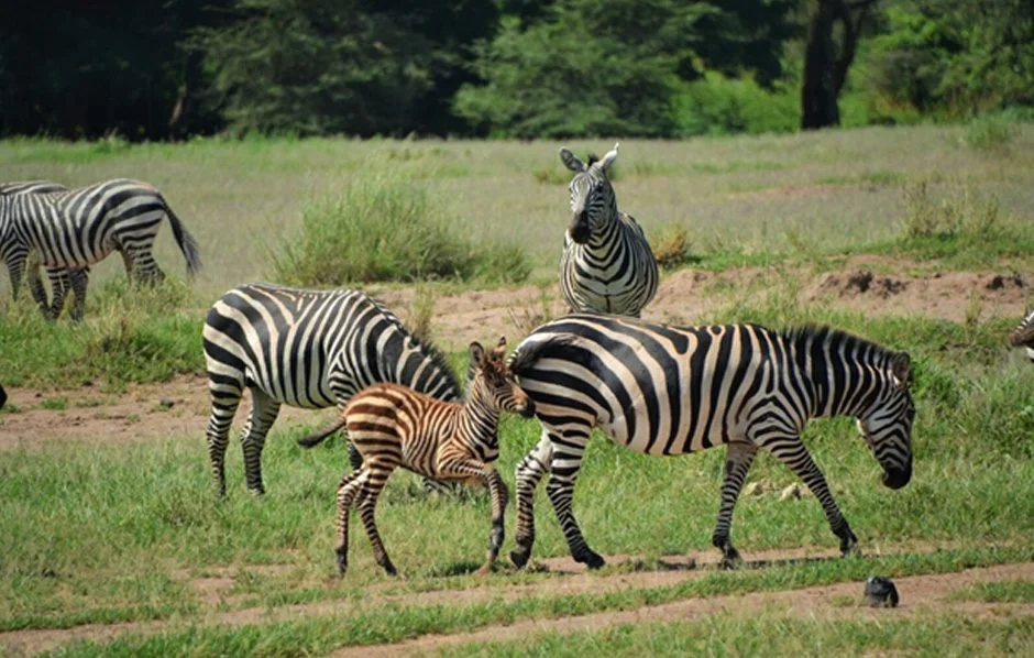 Amboseli12a.jpg