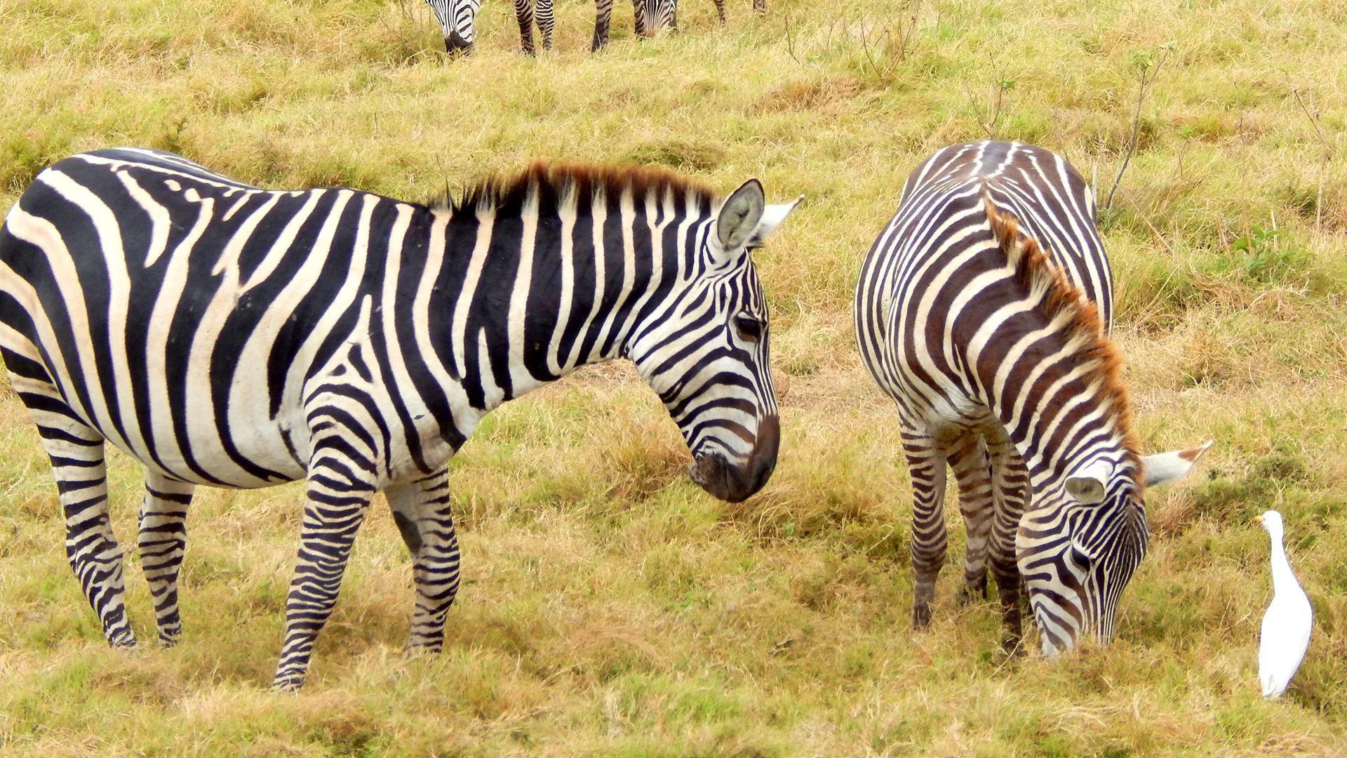 Amboseli18a.jpg