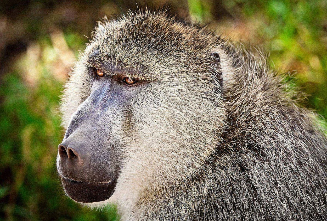 Amboseli6a.jpg