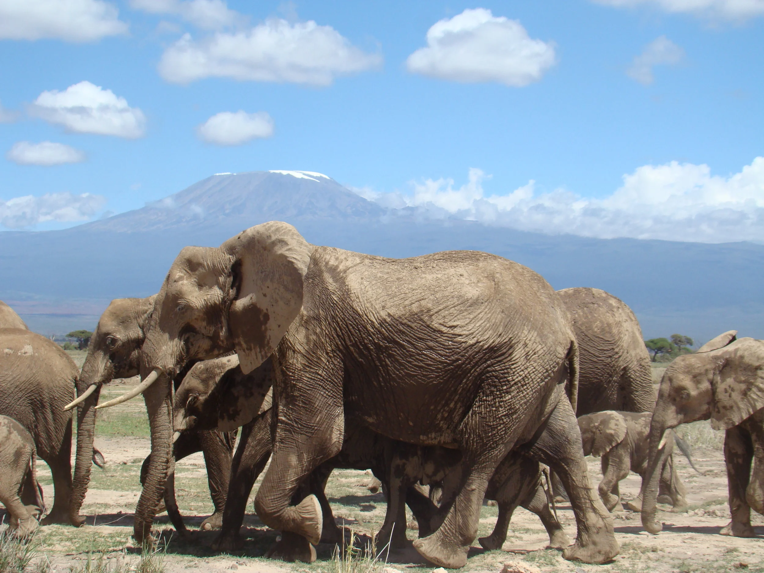 Amboseli1a.jpg