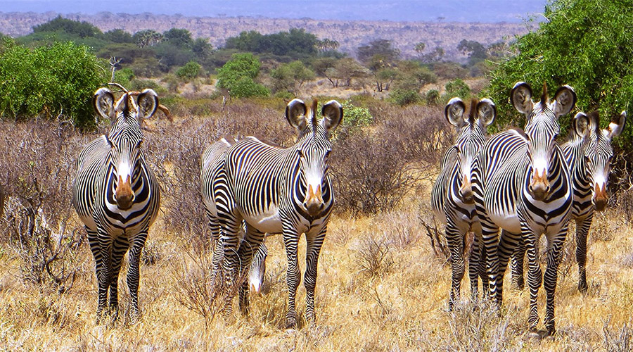 Elephant_watch19.jpg
