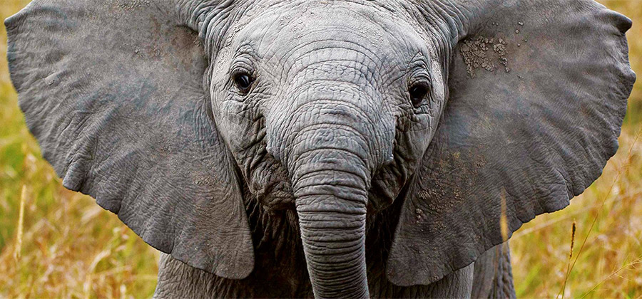 Elephant_Watch9.jpg