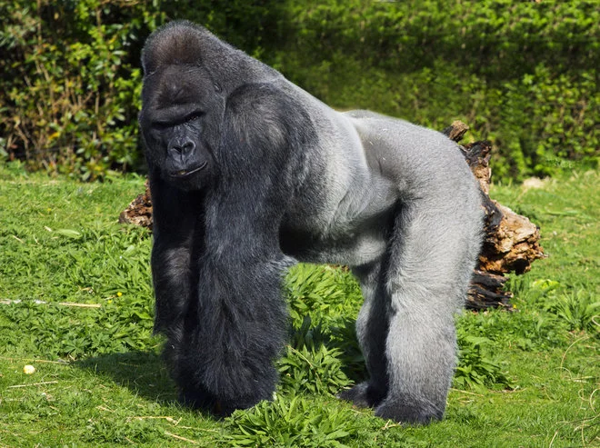gorillas1.jpg