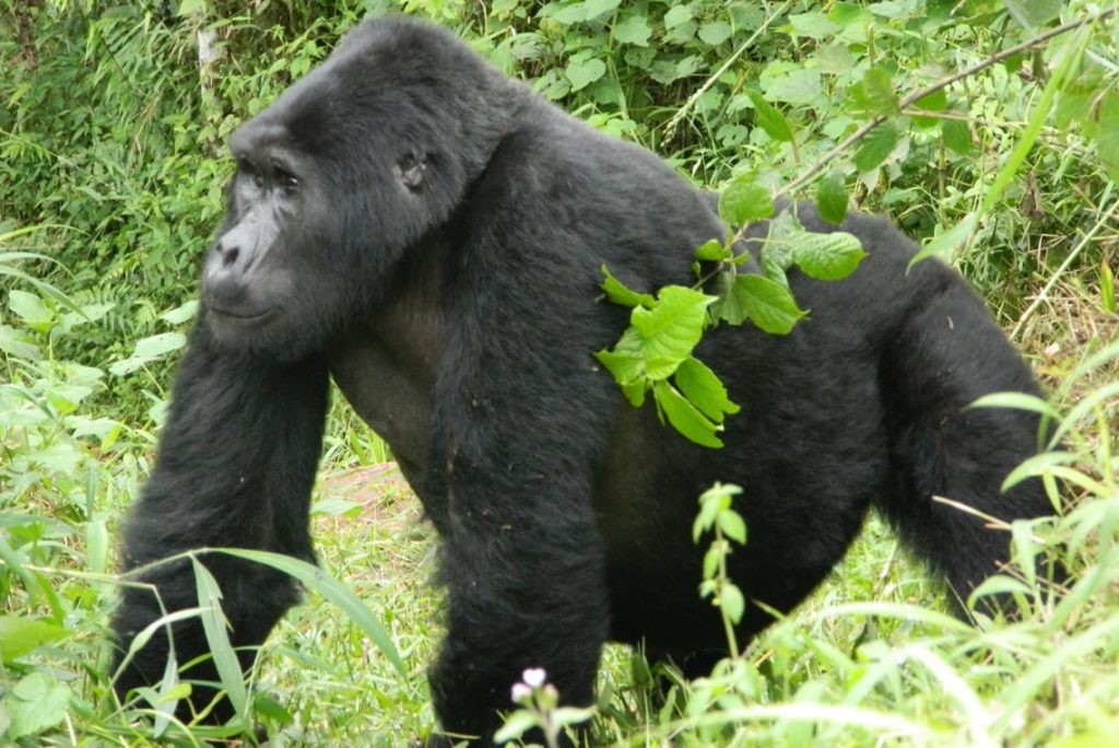 uganda2.jpg