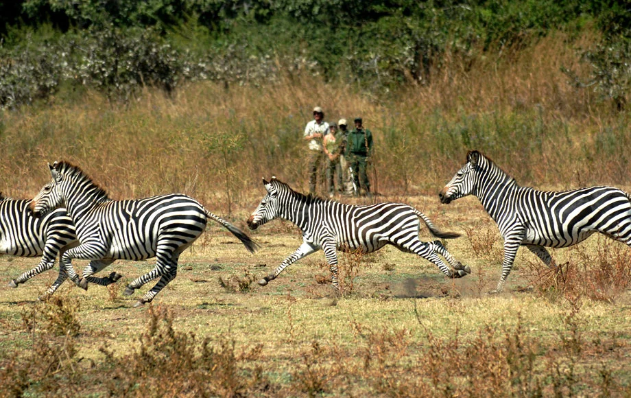 4zambia15.jpg