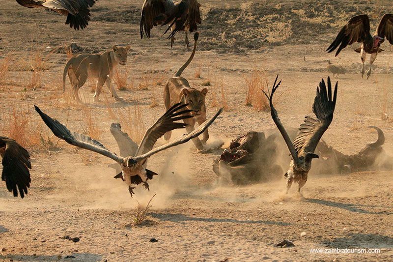 luanga1.jpg