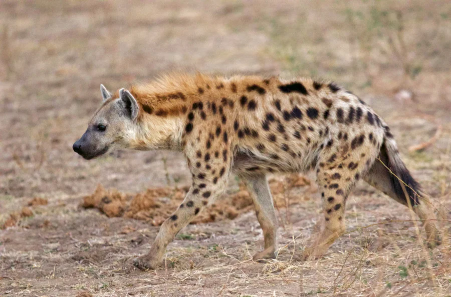 luanga13.jpg