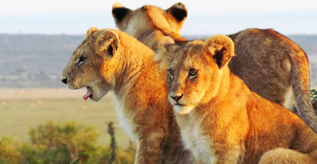 Kenya17.jpg