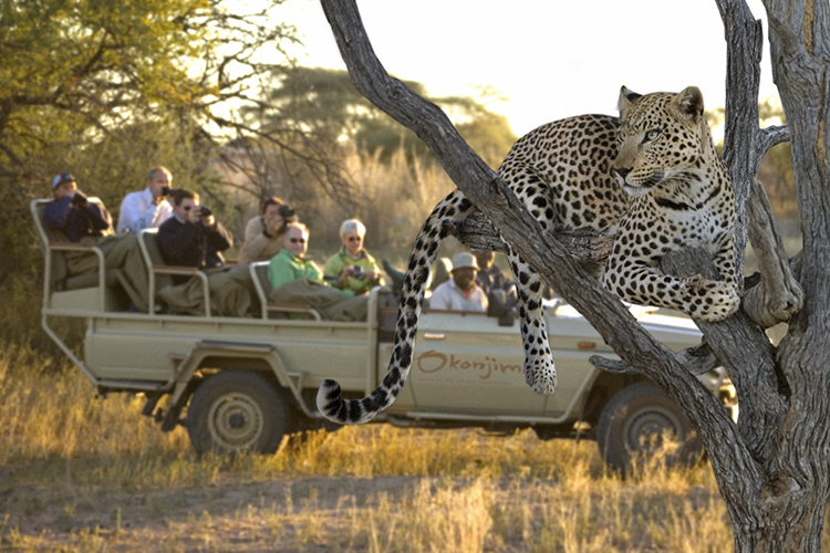 Leopard_tracking_activity_fs.jpg