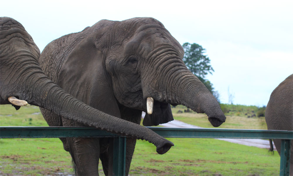 Knysna Elephants16.jpg