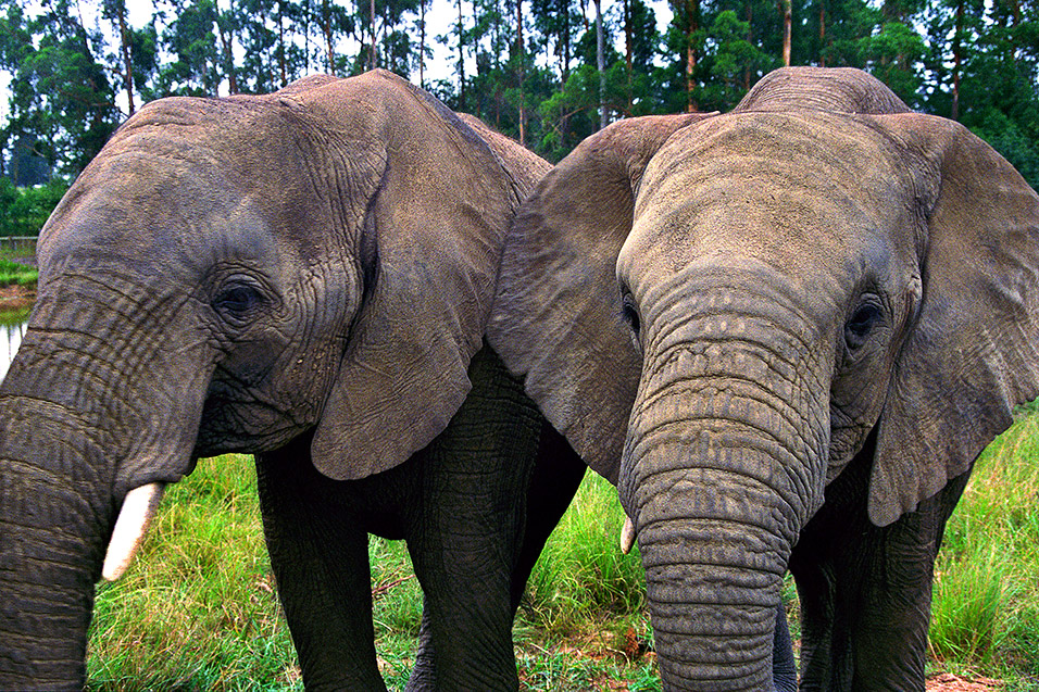 Knysna Elephants20.jpg
