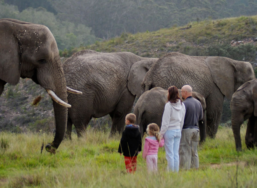 Knysna Elephants1.jpg