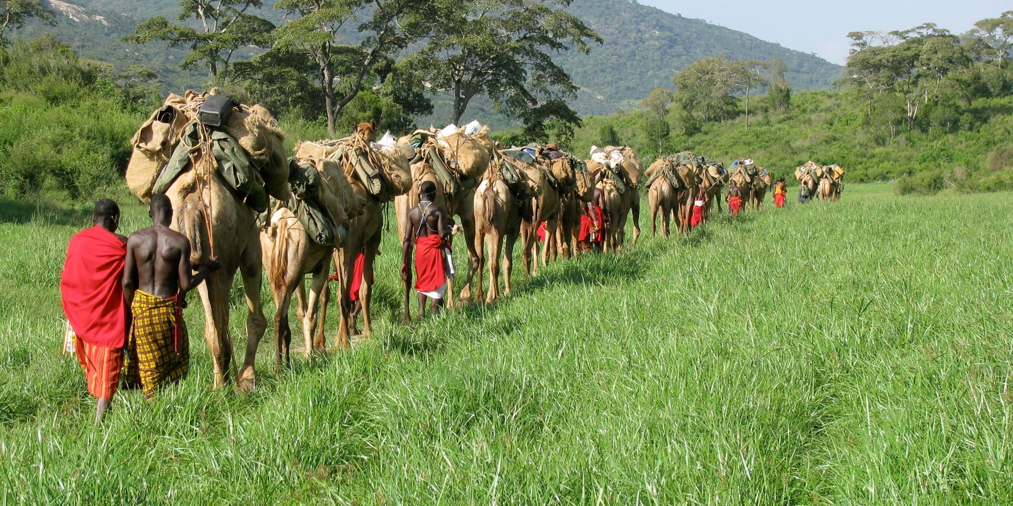 camels13.jpg