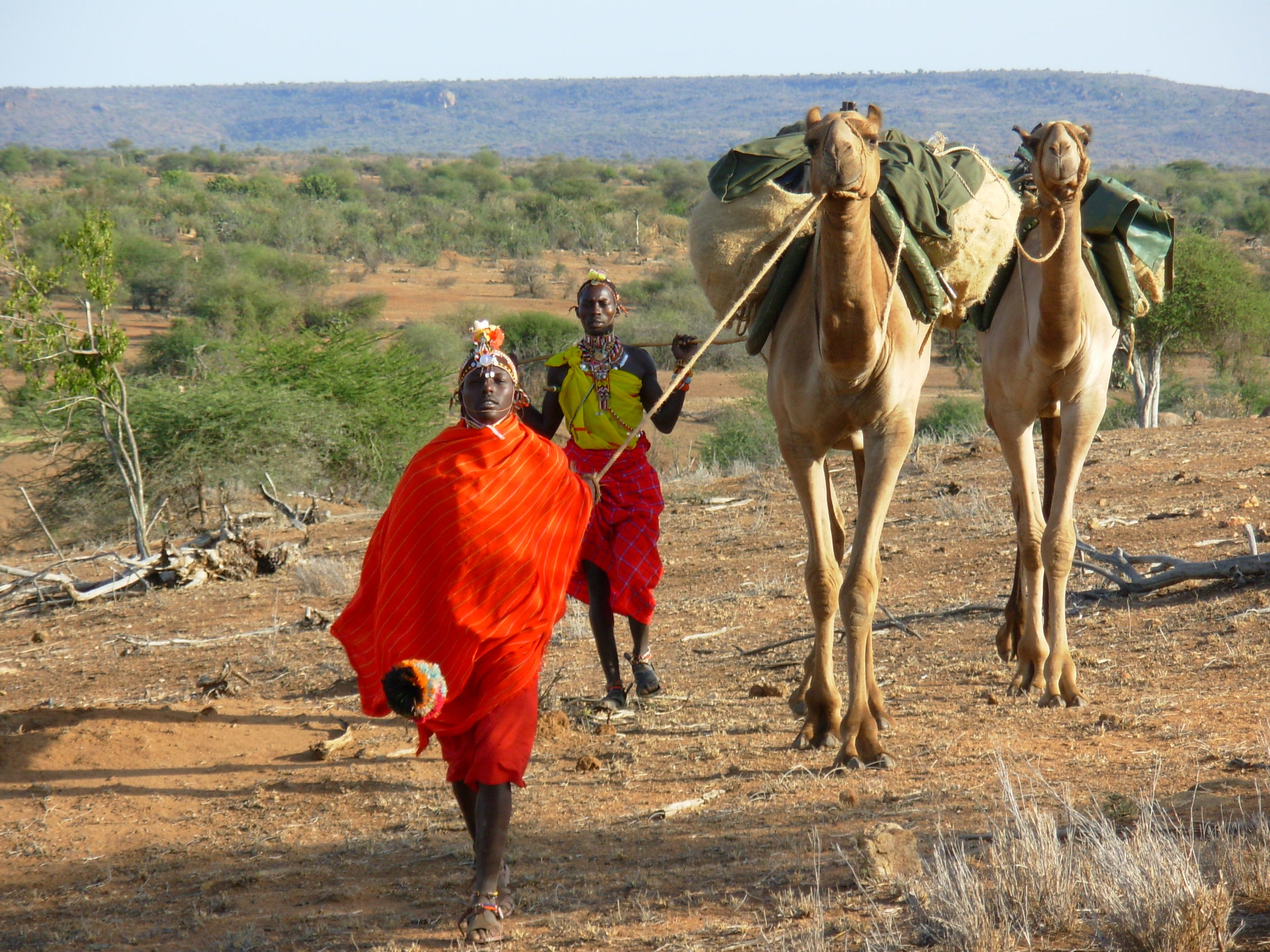 camels2.jpg