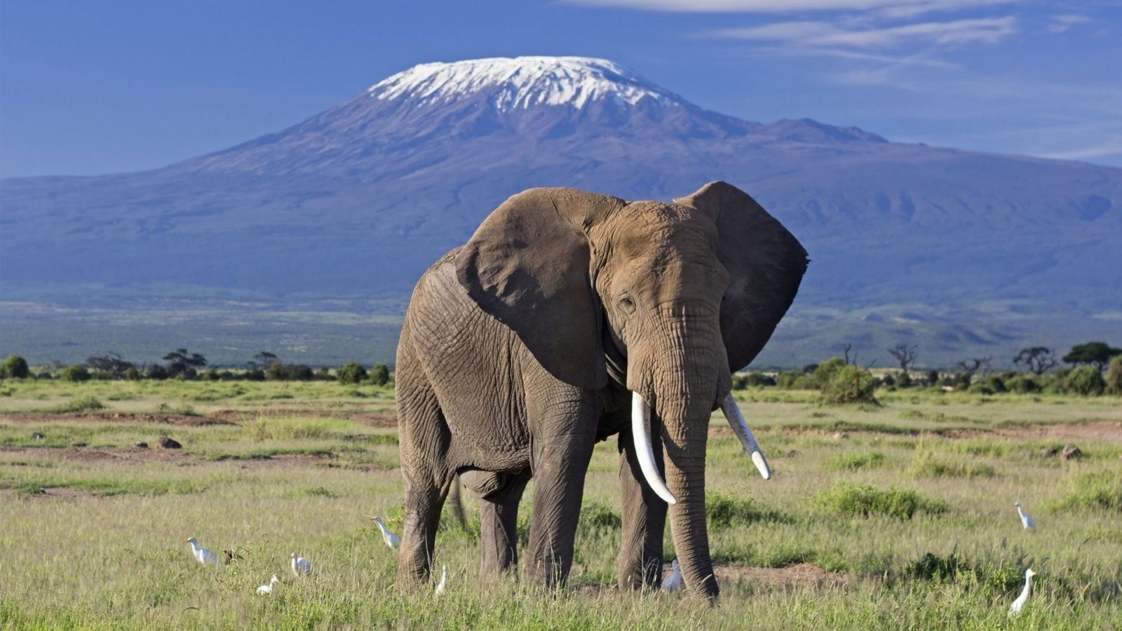 Amboseli1.jpg