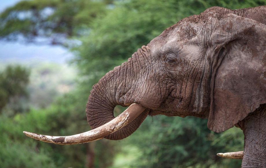 Amboseli9.jpg