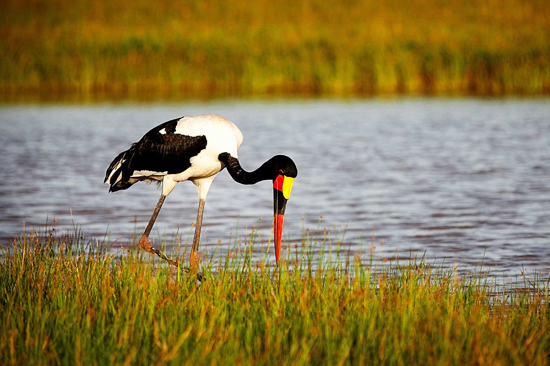 Amboseli10.jpg