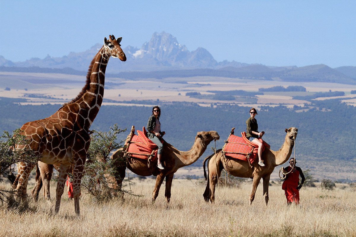 camels.jpg