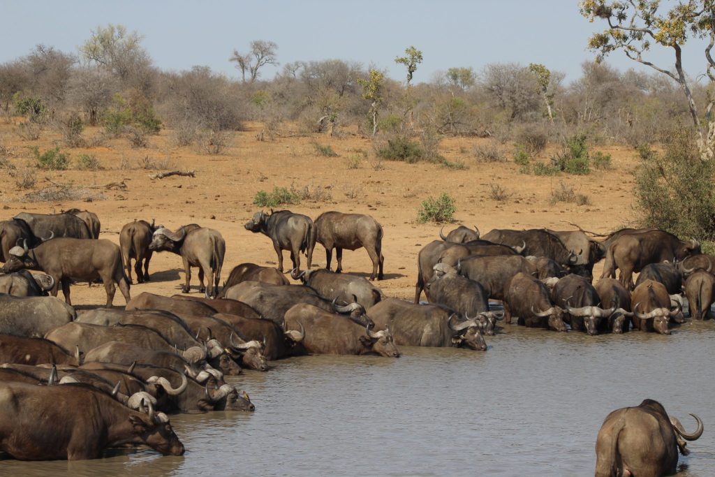 Timbavati.313.jpg