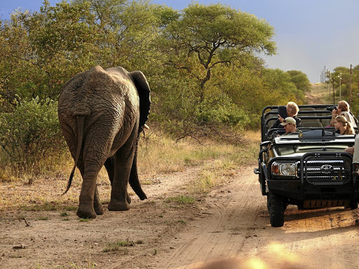 Timbavati.310.jpg