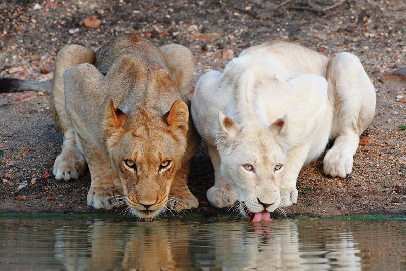 Timbavati.308.jpg