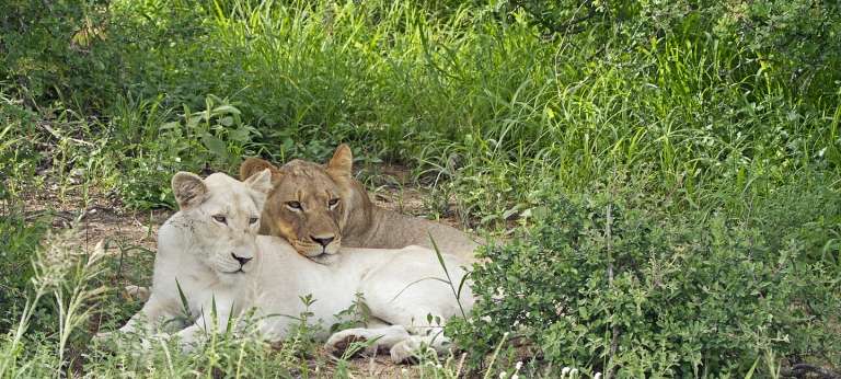 Timbavati.305.jpg