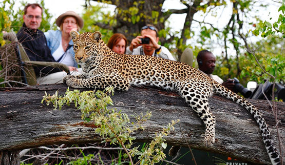 Timbavati300.jpg