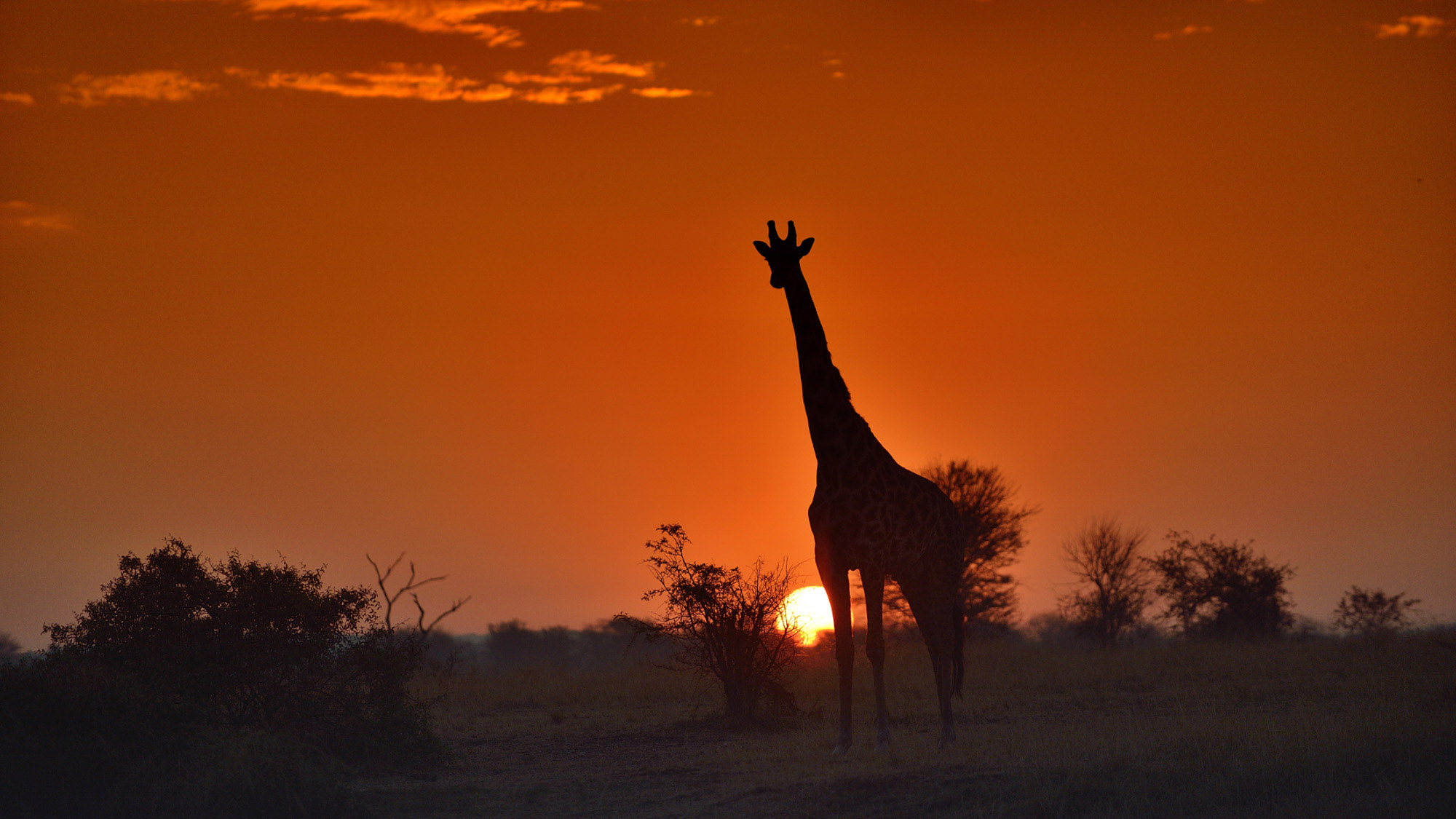 NSerengeti6.jpg