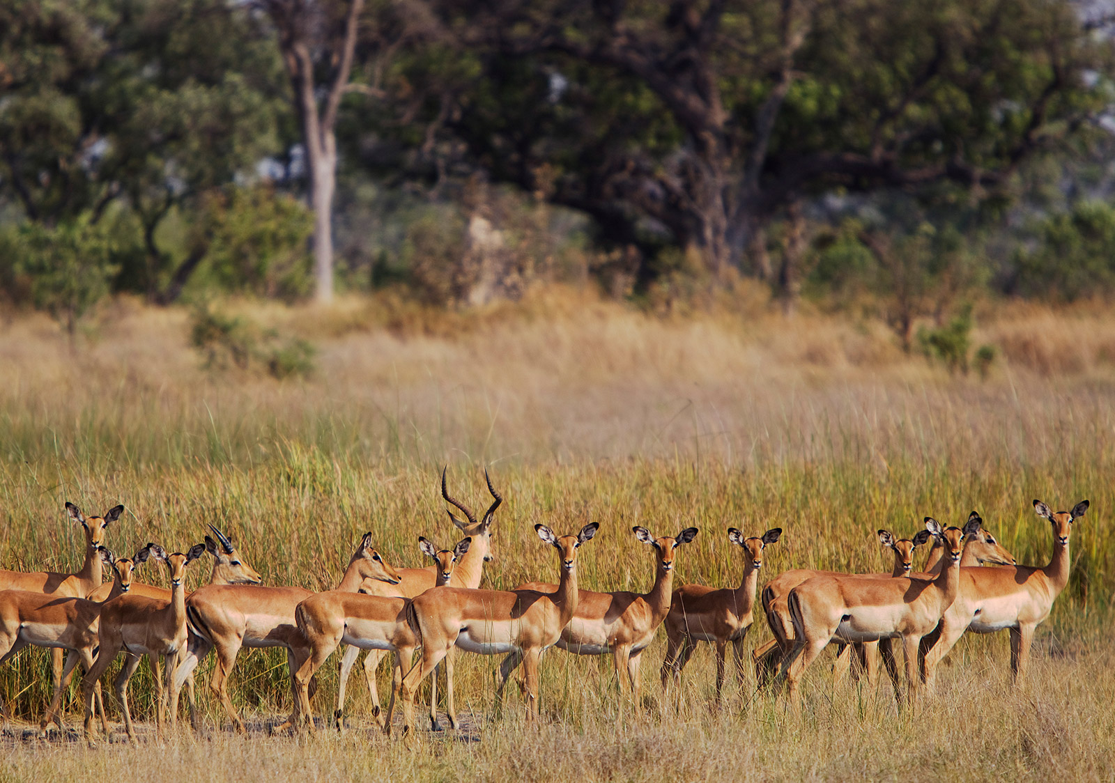 2Botswana24.jpg