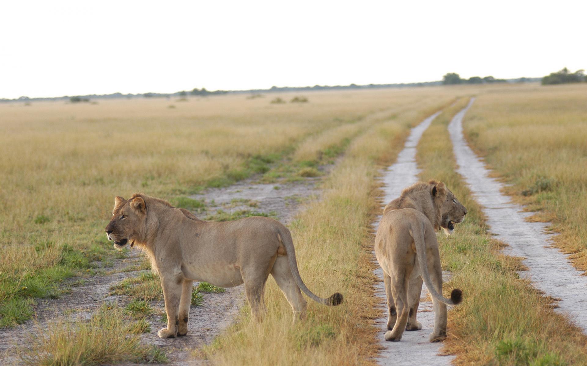 1Botswana101.jpg