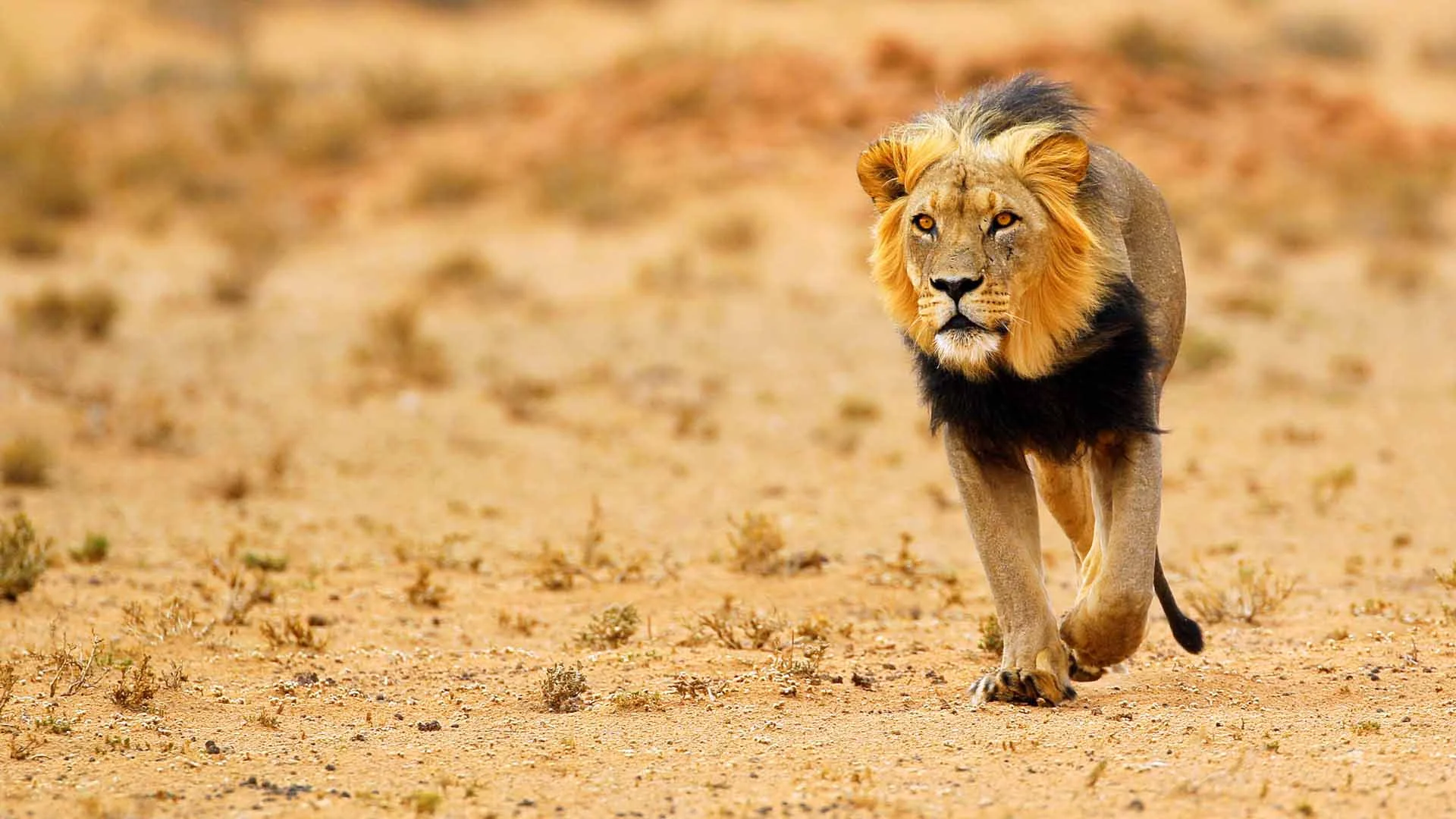 central kalahari reserve5.jpg