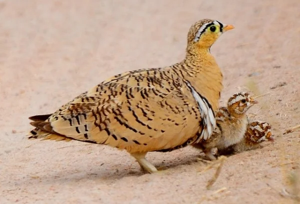 central kalahari reserve14.jpg